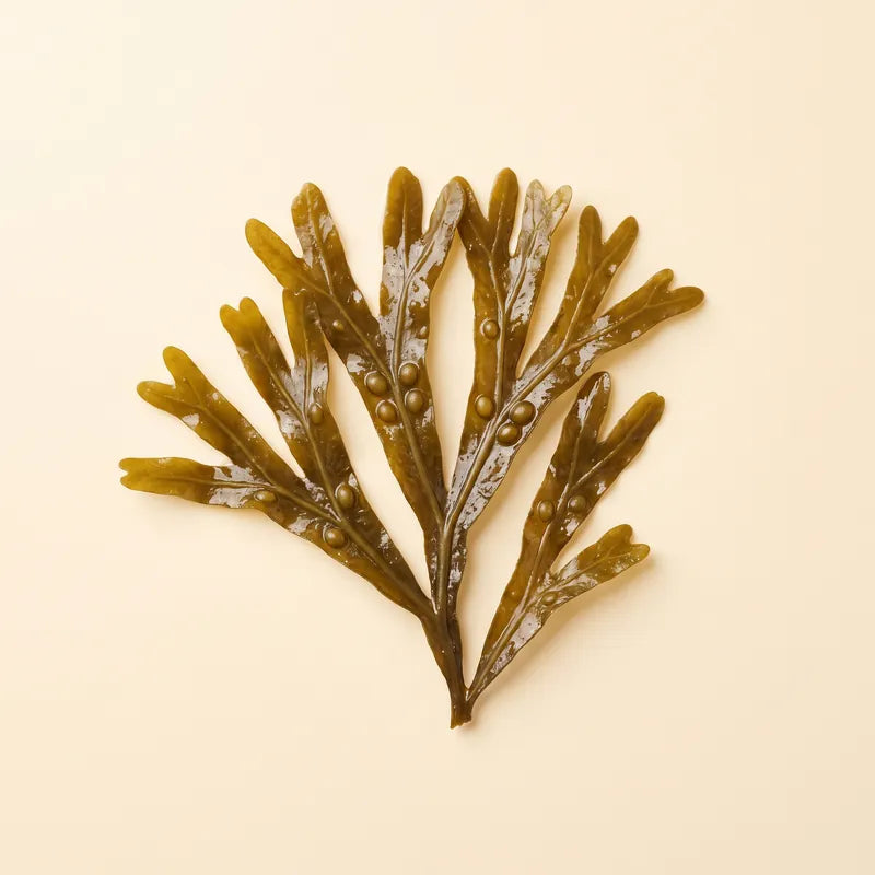A frond of bladderwrack