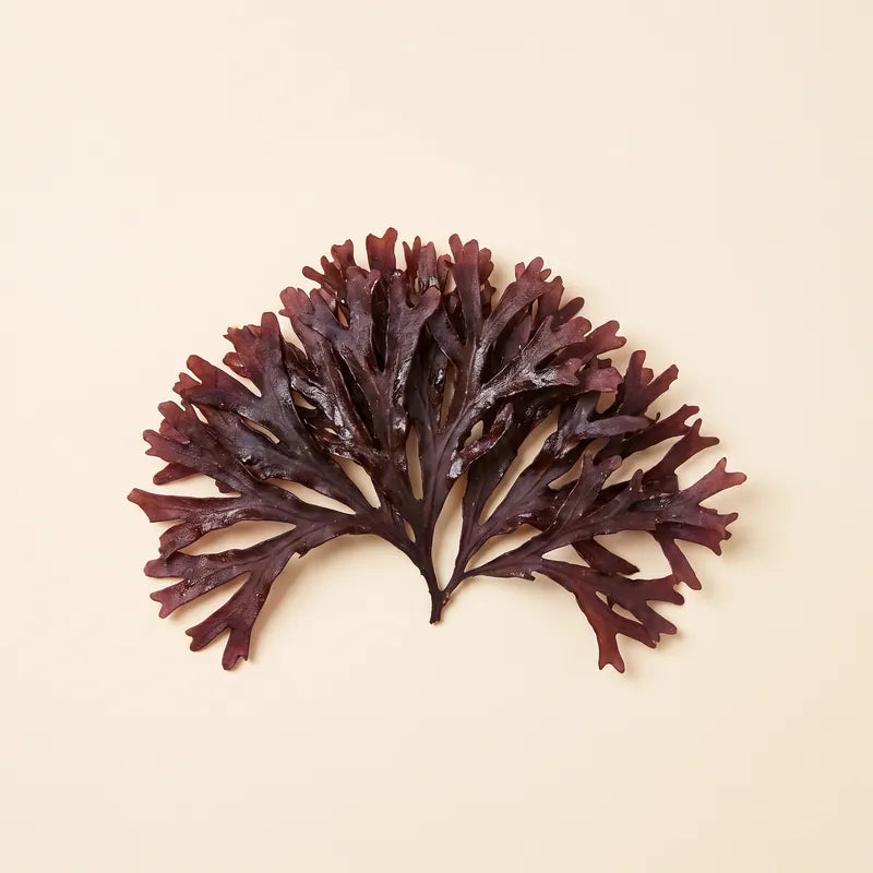 A fan of dried Irish sea moss